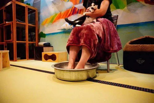 貓?jiān)?chǎng) 不只是泡貓，還有喵技師的貼心服務(wù)